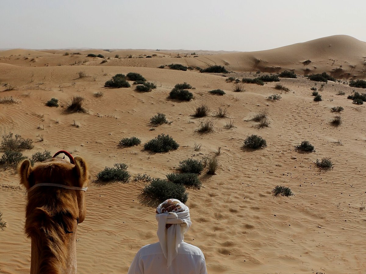 وضحاء