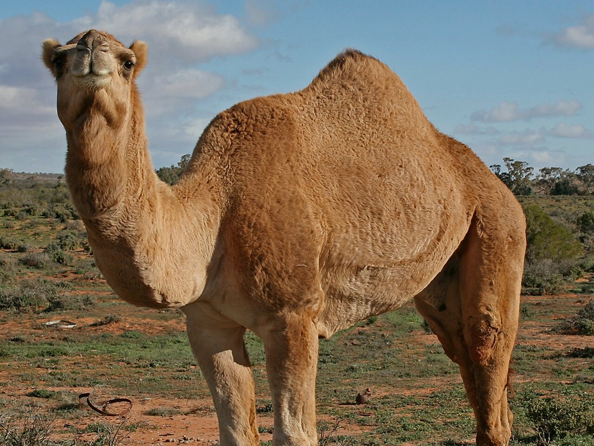 الحرّة